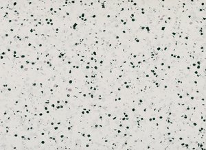 w86630350 Gerflor Mipolam Vinyl homogen EL 5 Rolle...